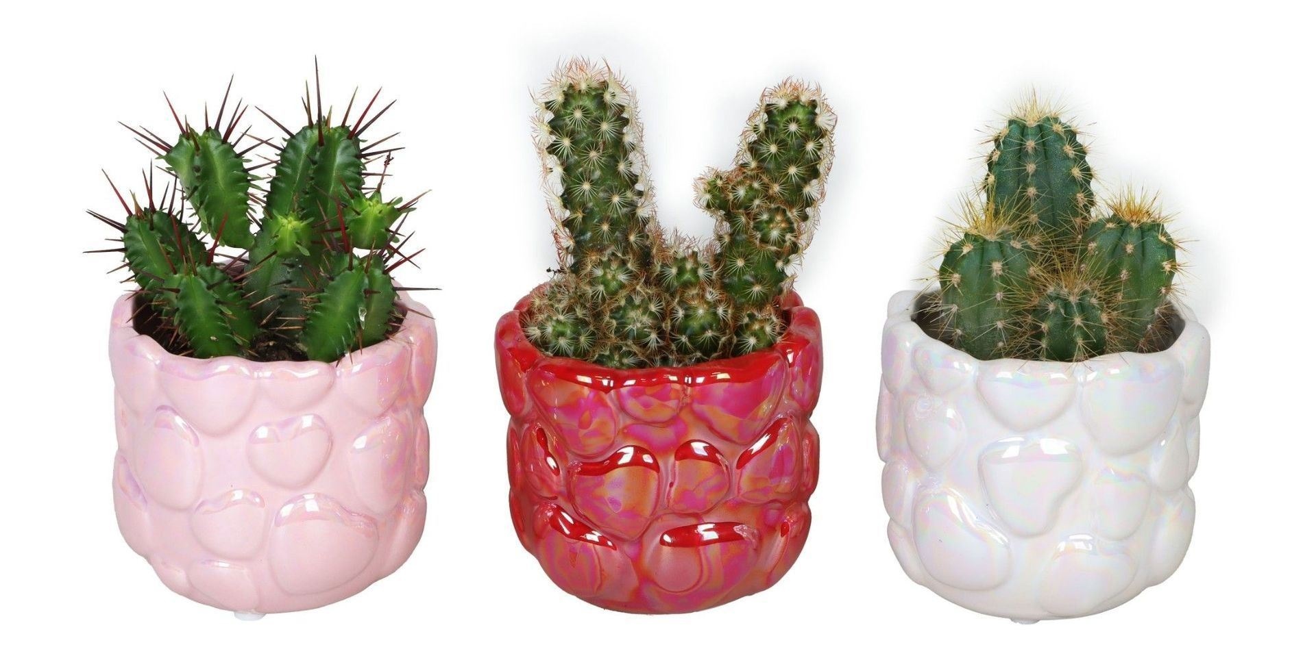 L 66714 with Cactus Mix 6 cm, D 6