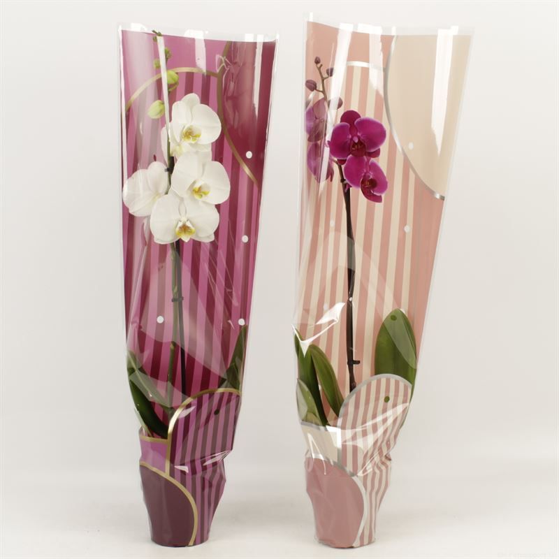 Phalaenopsis gemengd 1 tak gemengd in Leandra Moederdag hoes, D 12