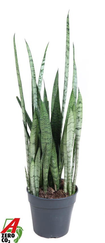 Sansevieria Silver Princess 17cm, D 17