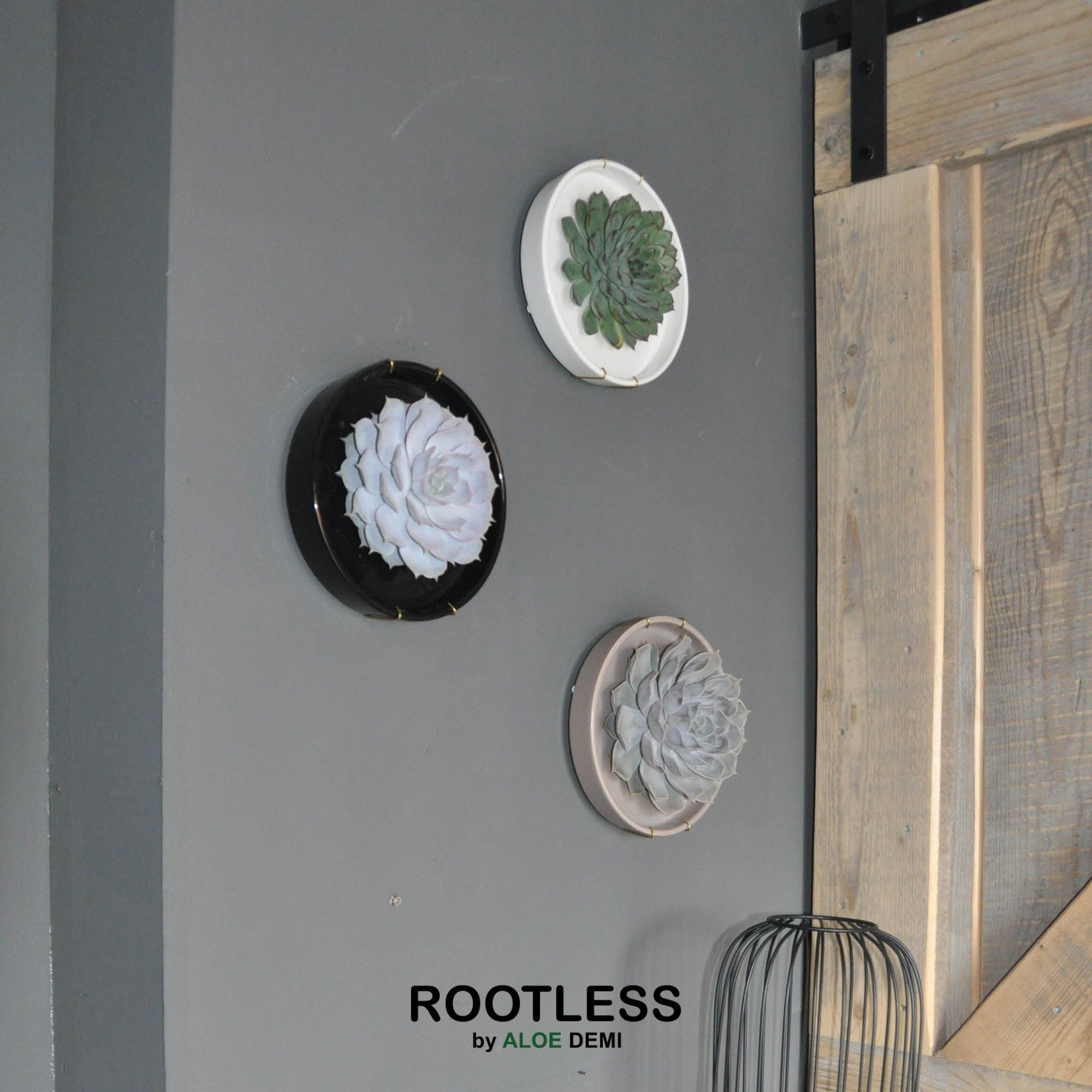 ROOTLESS x WALL ART Echeveria, Panda bowl, D 20 cm