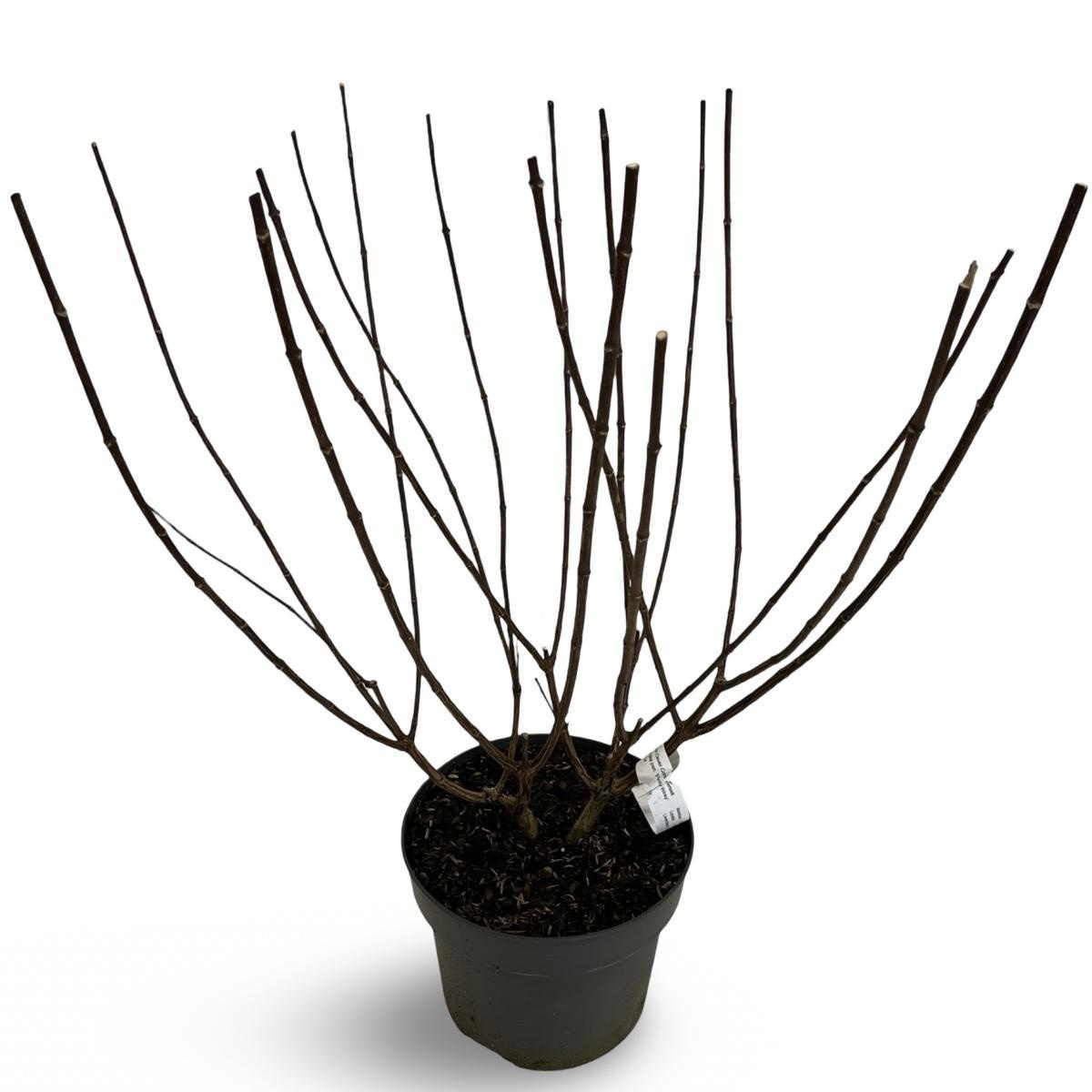 Hydrangea pan. Pinky Winky, D 21