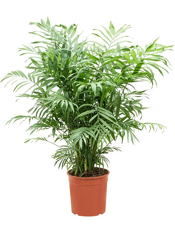 Chamaedorea elegans, D 19