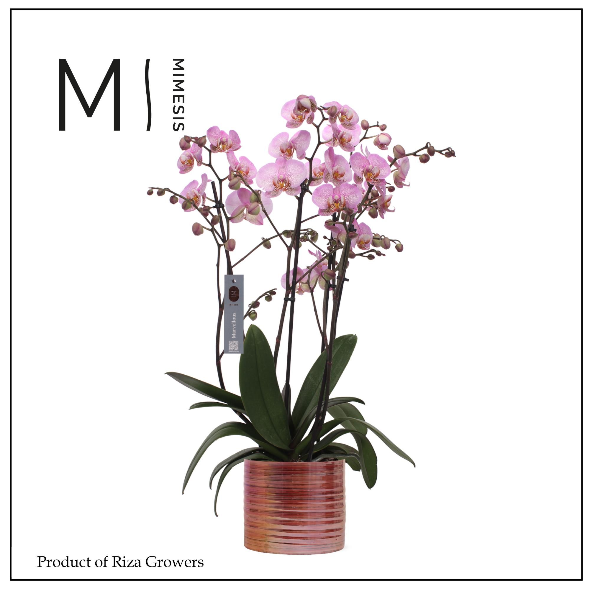 Phalaenopsis Marvellous Pink Special 50+ – 17cm in Didi Pearl Pink | Mimesis, D 17