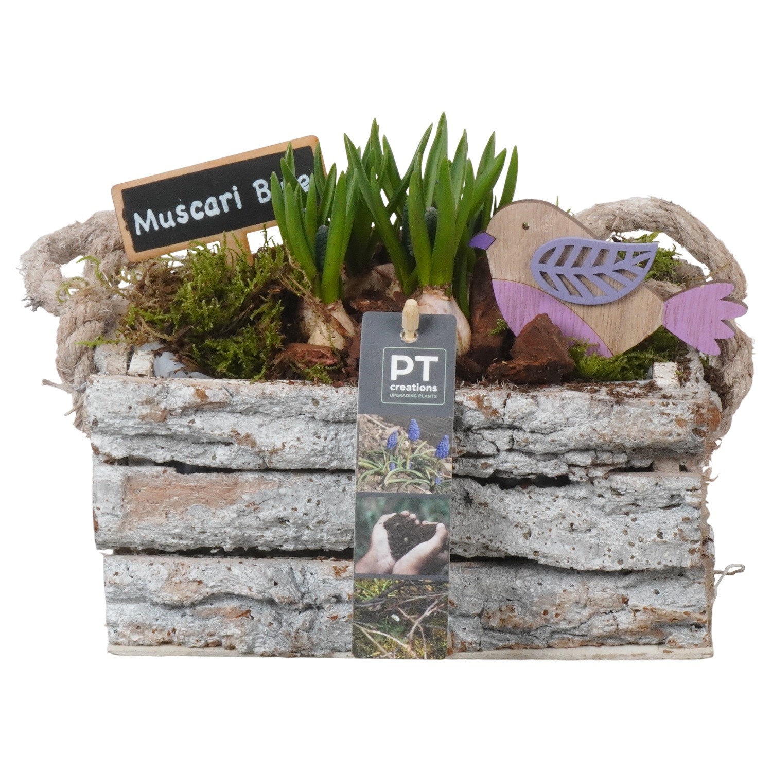 PTMB6288 Arrangement Muscari Blue in hout kist, D 20