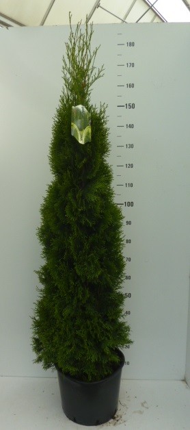 Thuja occident. 'Smaragd', D 33