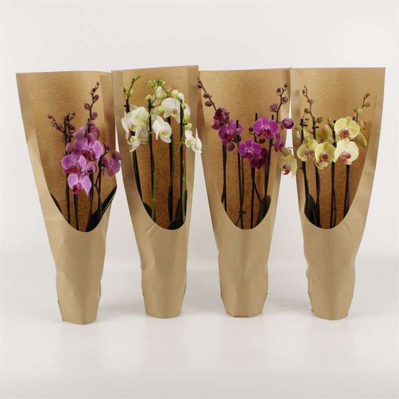 Phalaenopsis gemengd 4 tak gemengd ECO, D 12