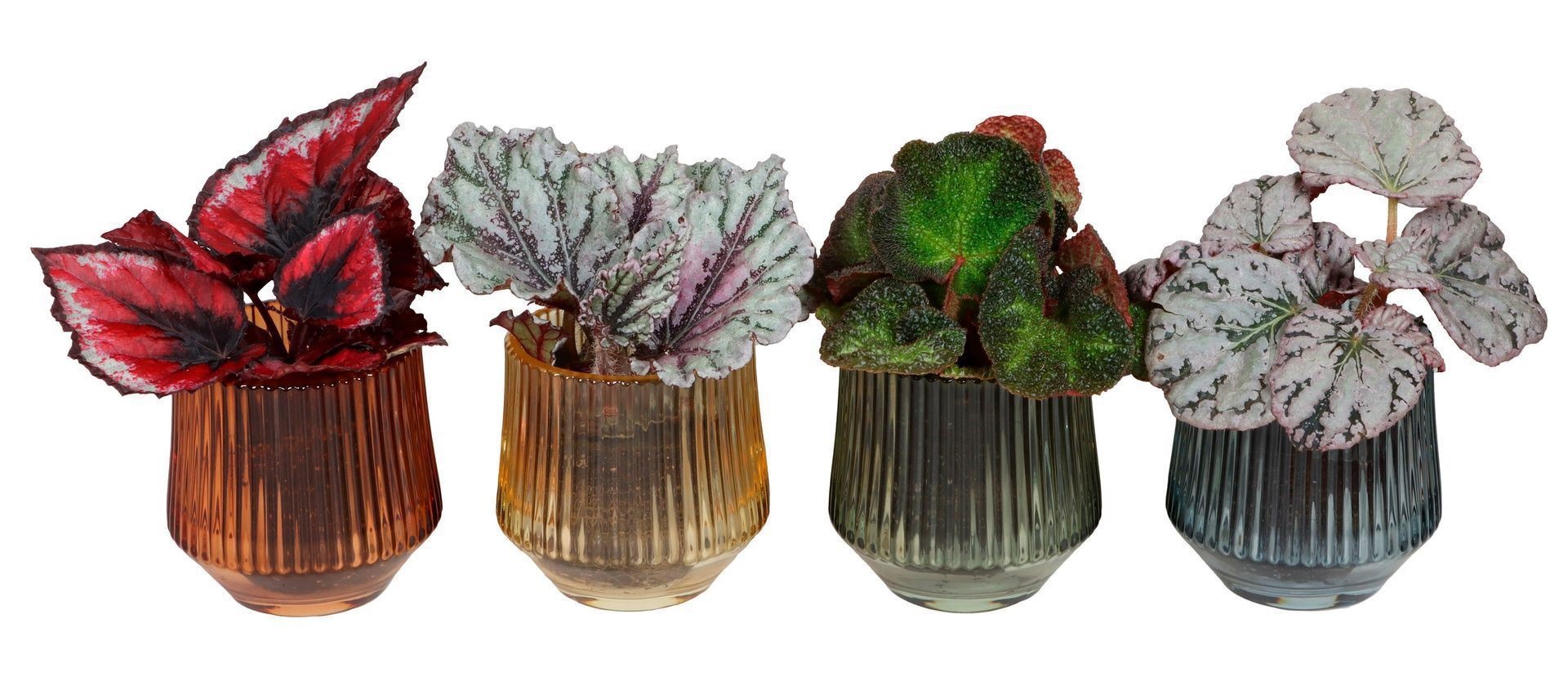 L 67413 with Begonia Mix 6 cm, D 6