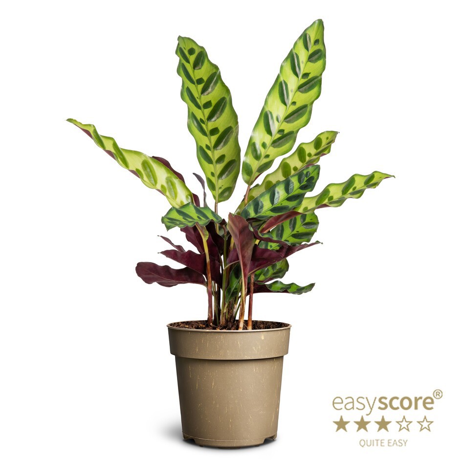 CALATHEA SPECIES 'Insignis', D 11