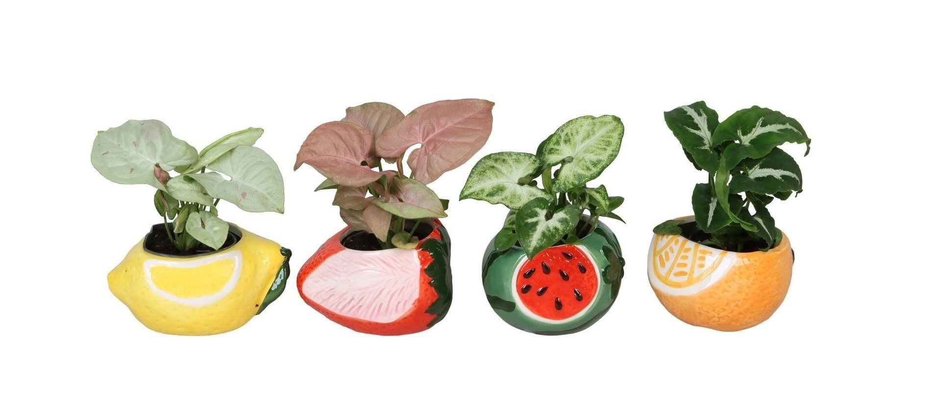 L 66688 with Syngonium Mix 6 cm, D 6