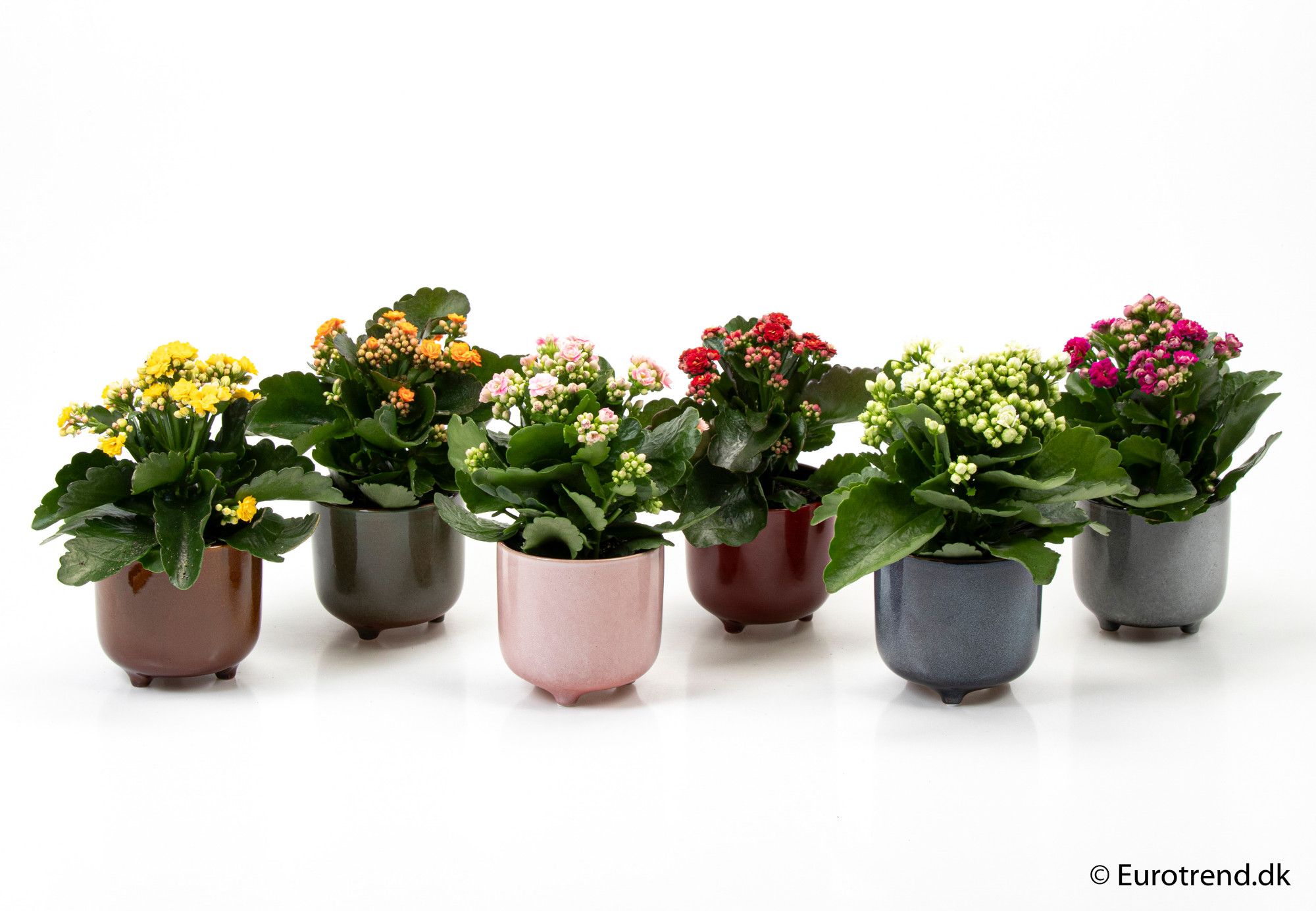 Calandiva in 11 cm ceramic - New Look 2025, D 6