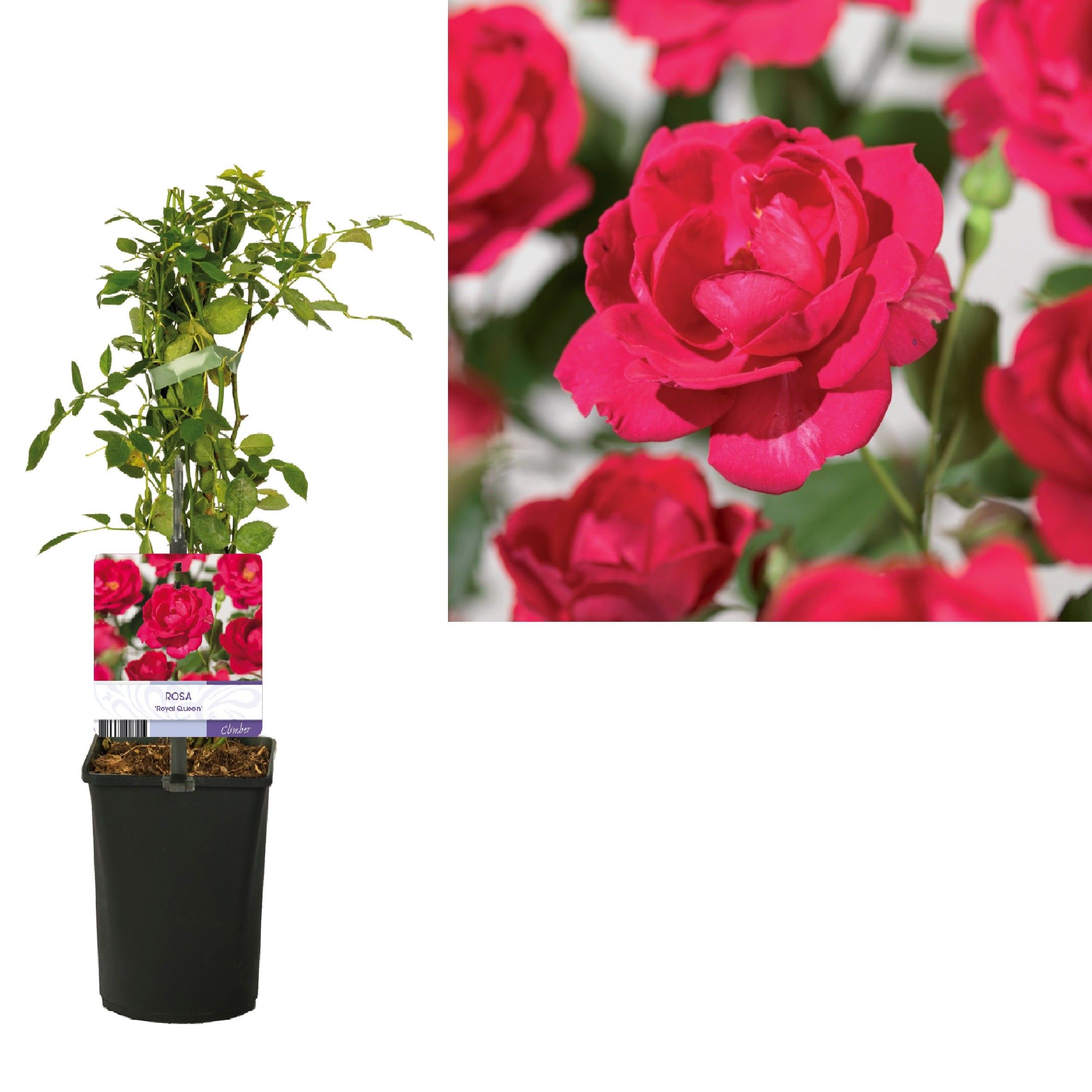 Rosa 'Royal Queen' +light label, D 11