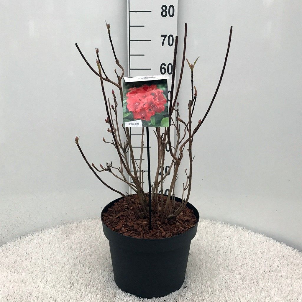 Rhodo. (AM) 'Kost. Bril. Red' red, D 29