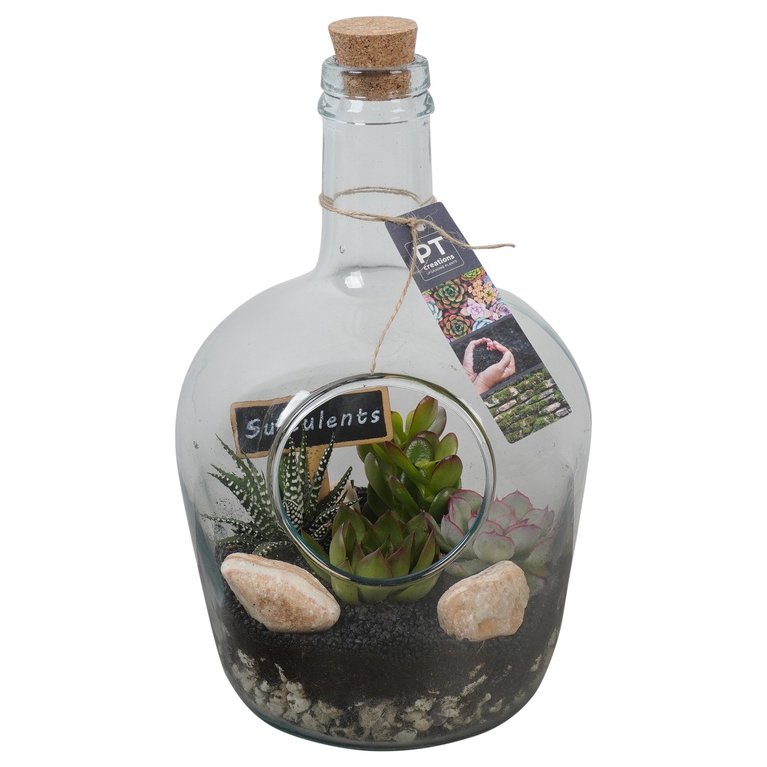 PTSU8511 Arrangement Succulenten in glazen fles, D 18