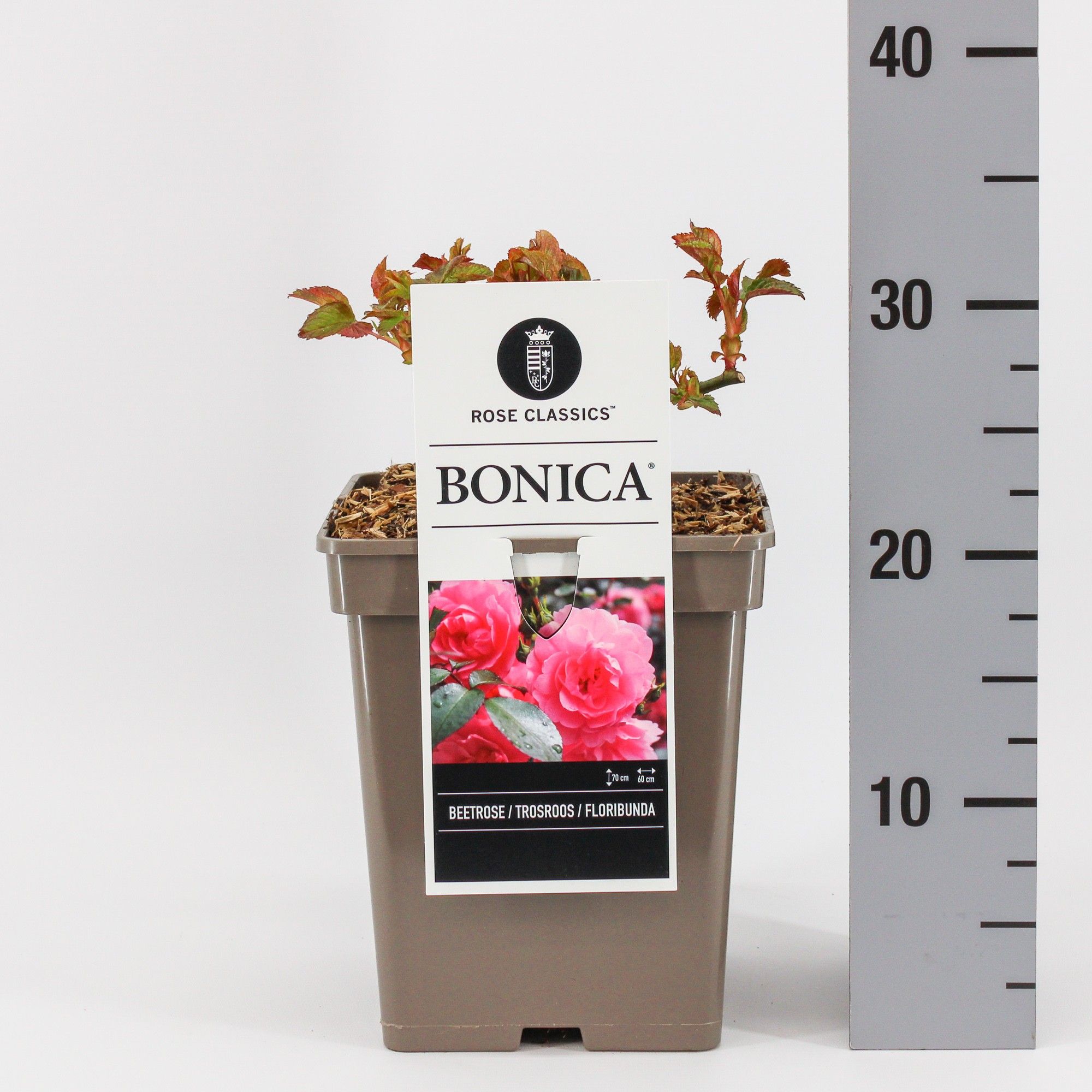 Rosa (F) Bonica ®, C5, D 23