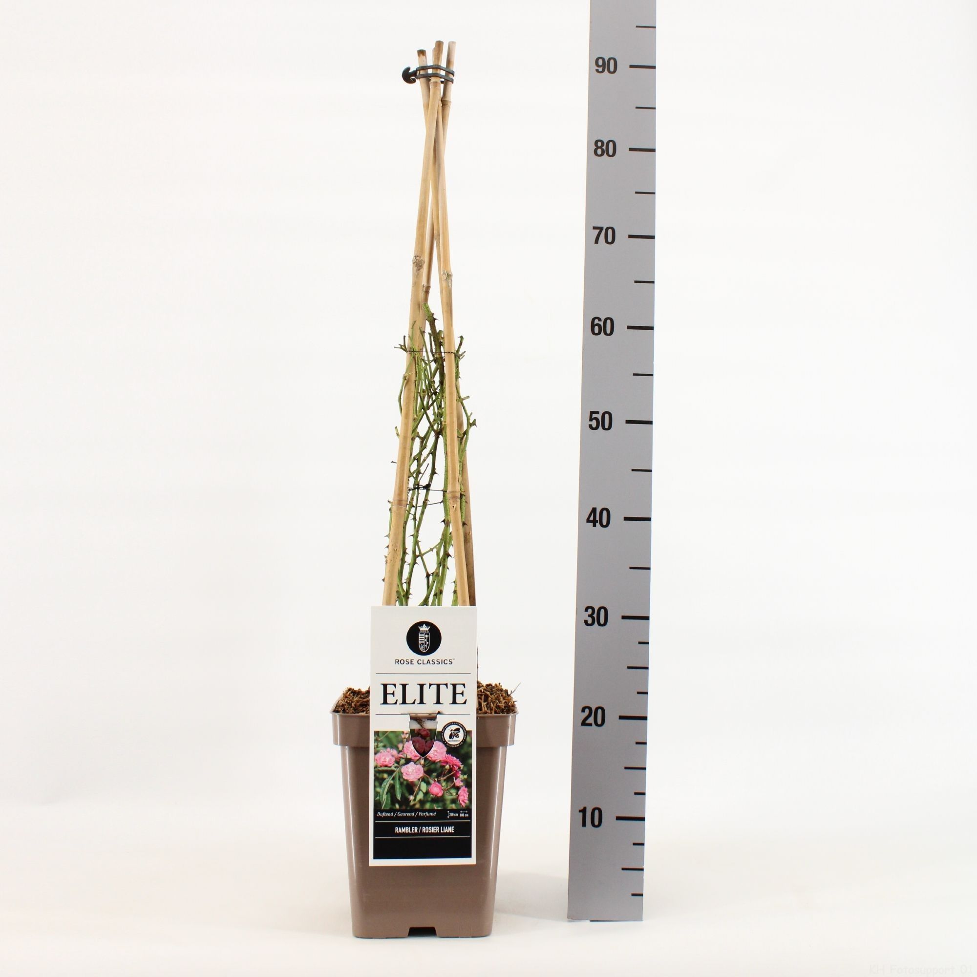 Rosa Rambler Elite, C5, 4 stok 90cm, D 23