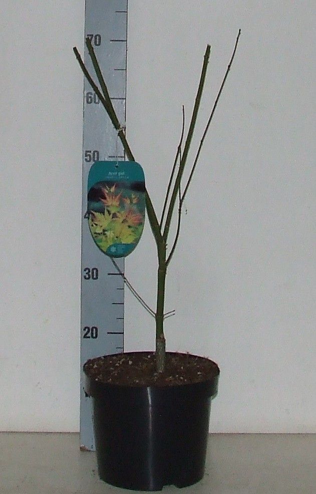 Acer palmatum 'Orange Dream' P23 Full CC, D 23