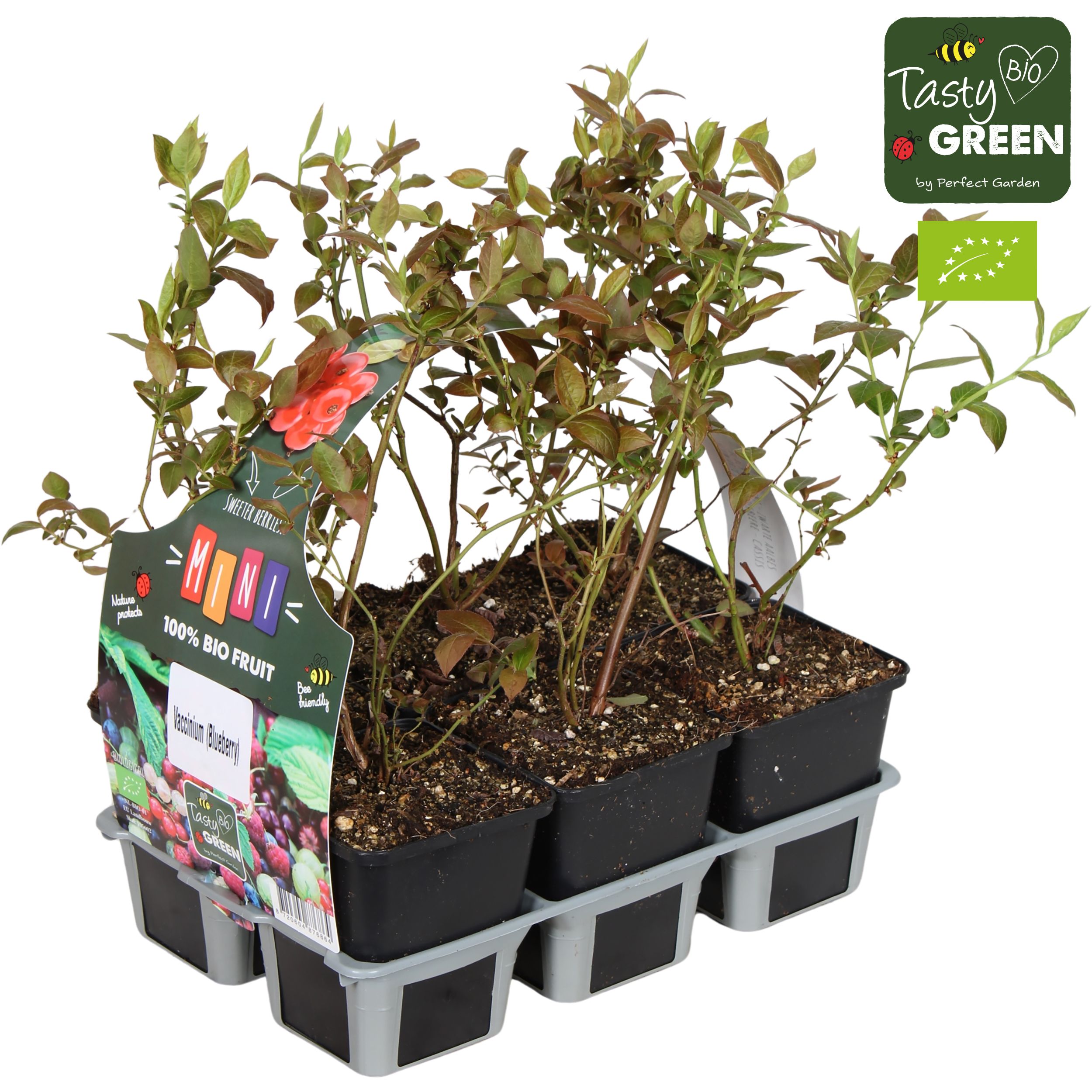 Vaccinium mix 6-pack bio P9, D 9