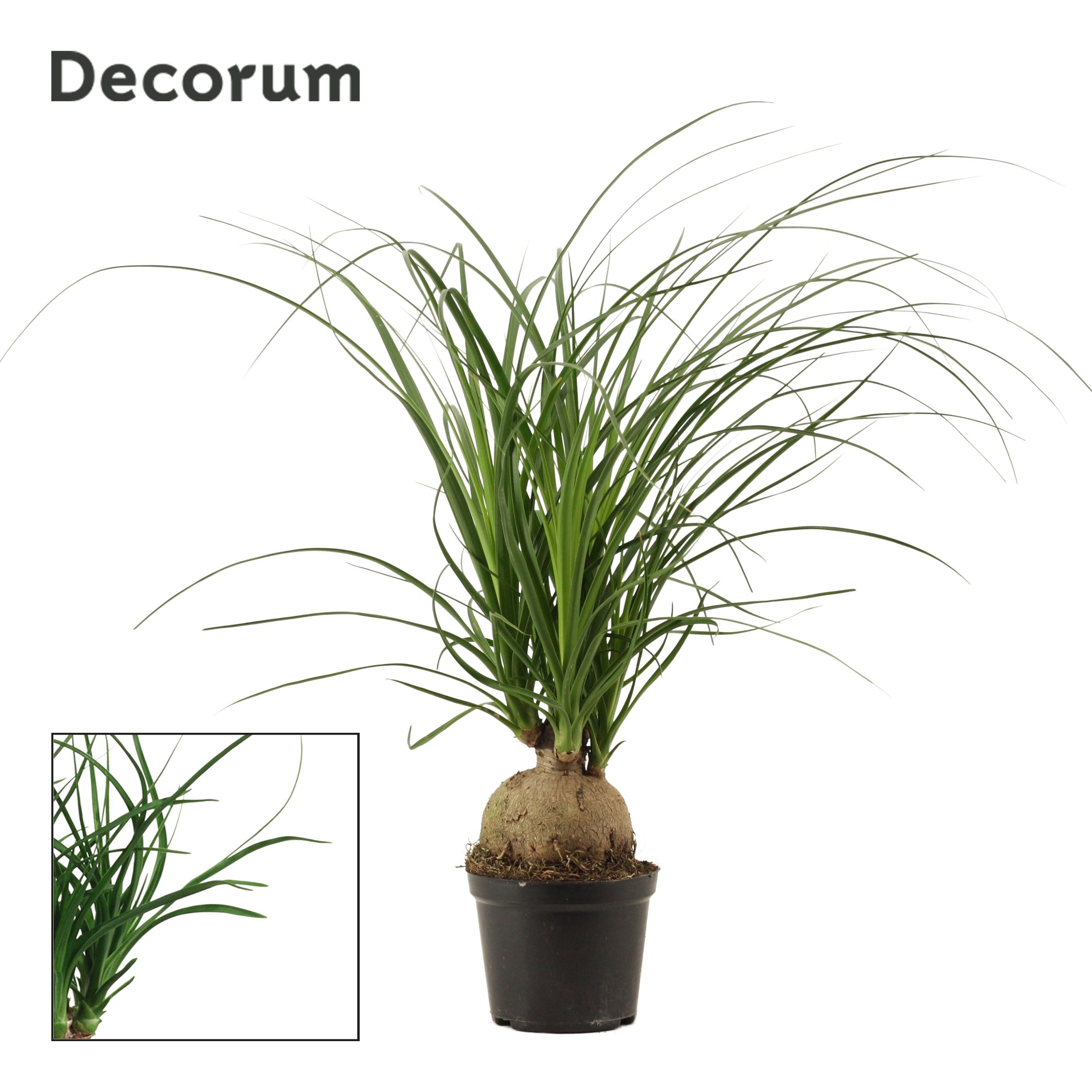 Beaucarnea Bol 12 cm (Decorum), D 12