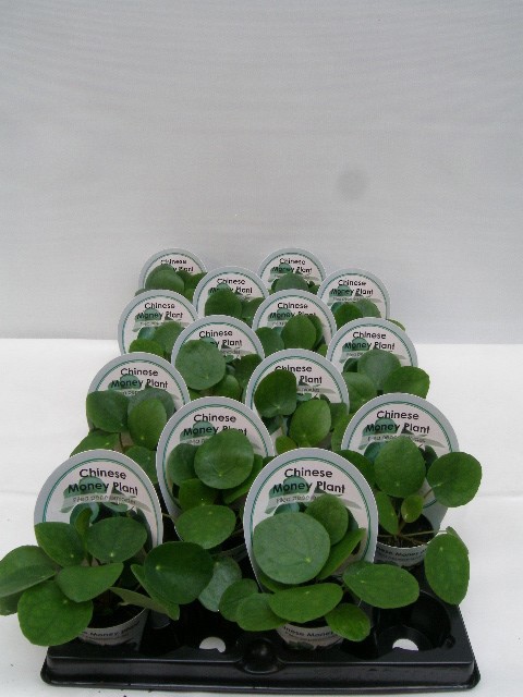 PILEA PEPEROMIOIDES, D 6