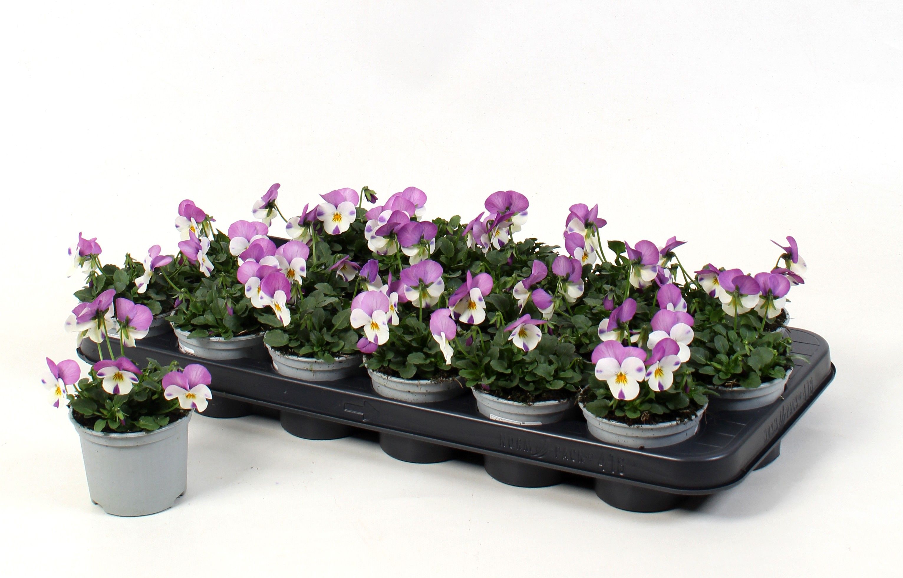 Viola Cornuta Rose Wing (viool), D 9