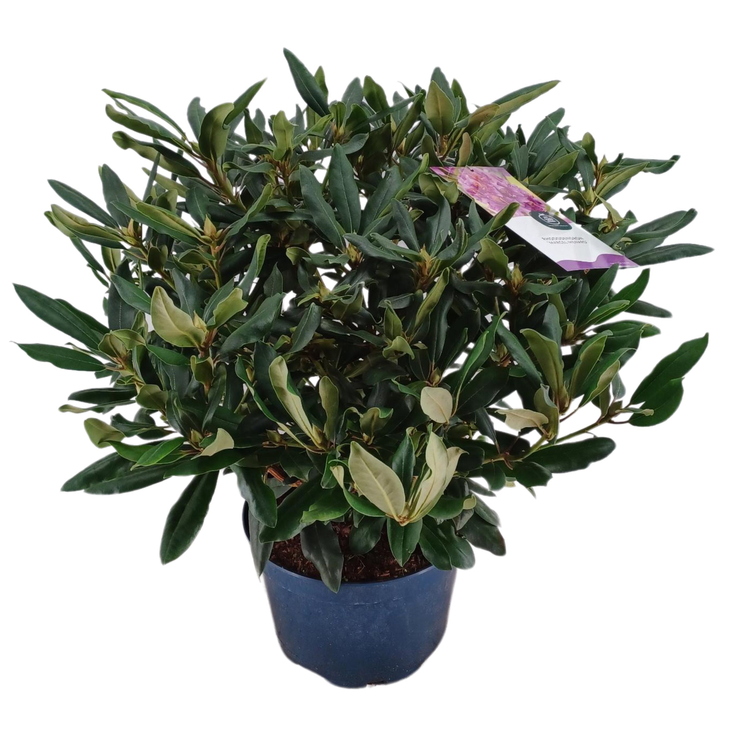 Rhododendron 70-80 /15 liter 'Marcel Menard', D 34