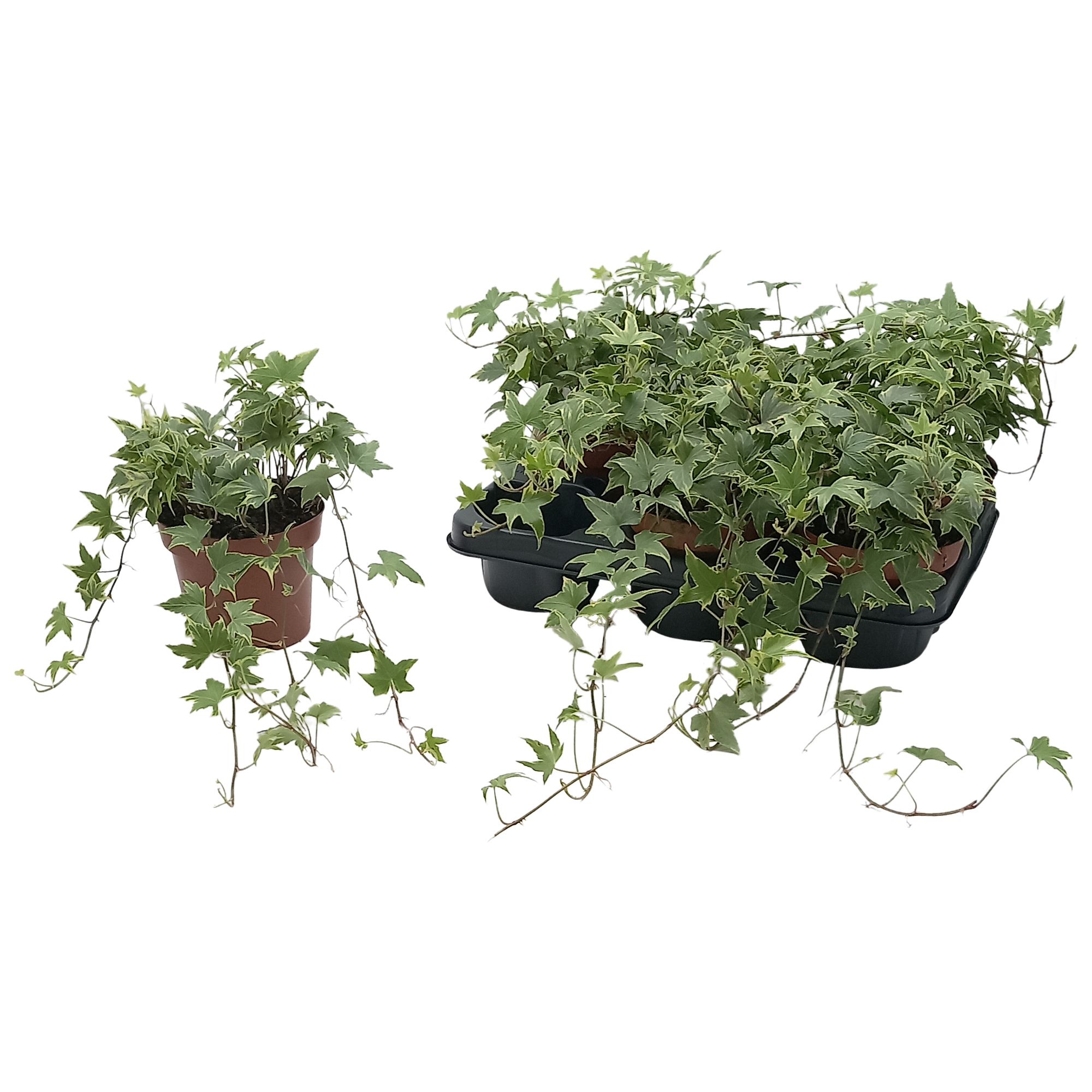 Hedera helix 'Yellow Ripple', D 13