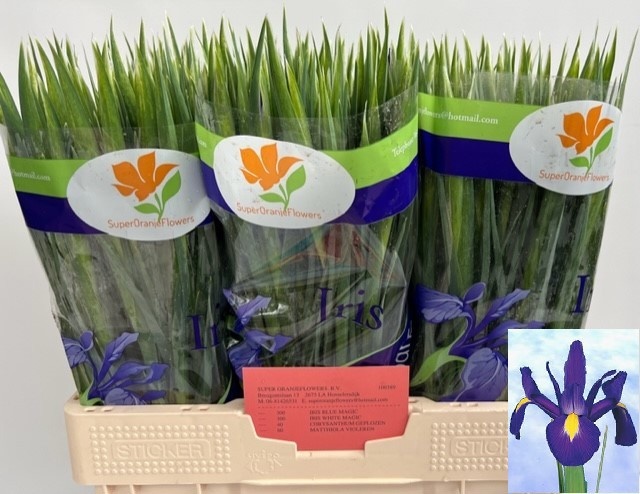 Ирис Блю Мэджик (син.), шт.