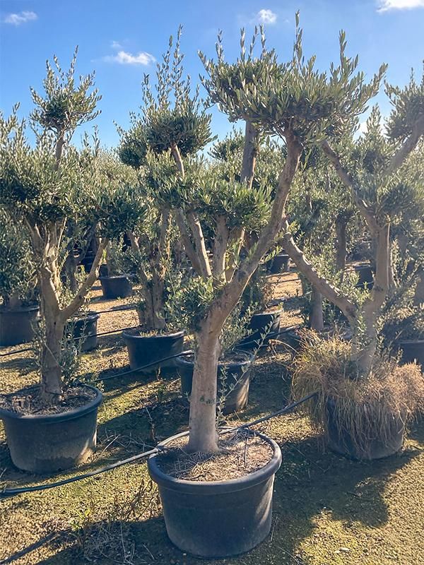 Olea europaea (200-240), D 65