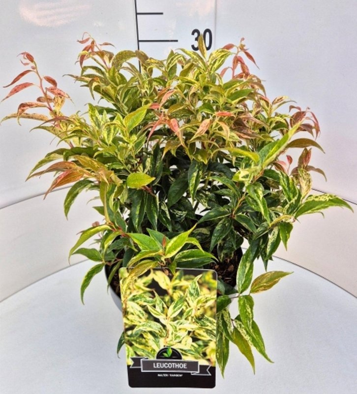 Leucothoe f. 'Rainbow', D 29