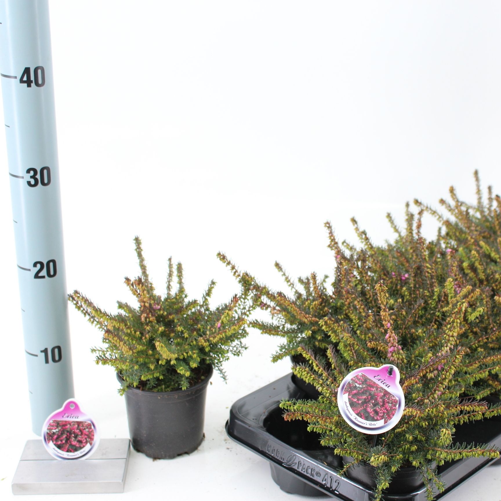 Erica darl. 'Kramer's Rote', D 10,5