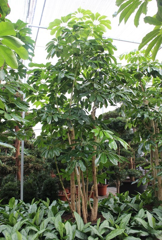 Schefflera actinophylla 'Amate’, D 96