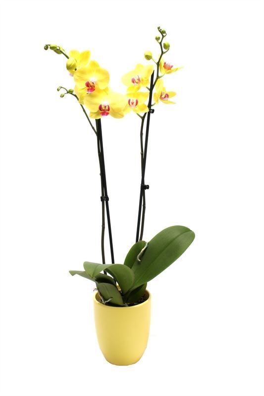 Hugo p12 citrus Phal yellow 2T14+, D 12