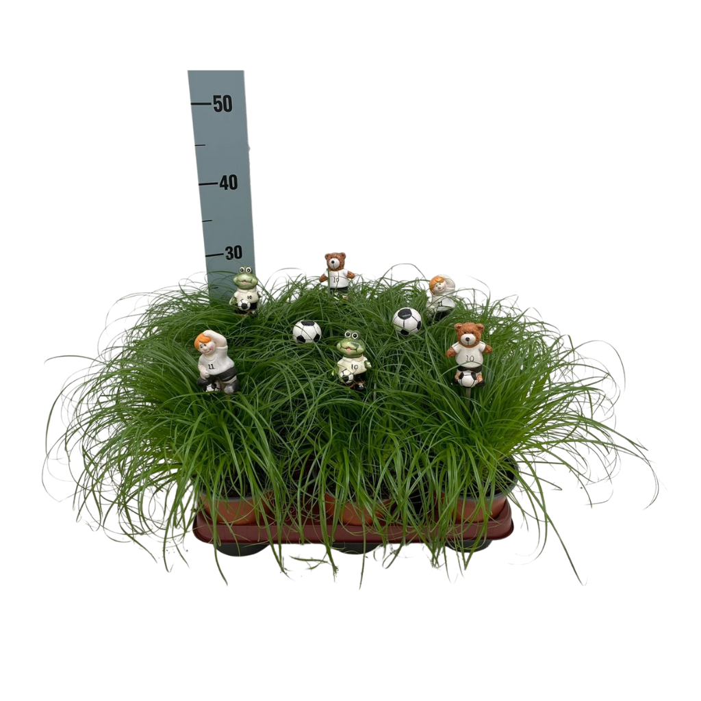 Cyperus alternifolius Zumula met voetbal items bijstekers, D 12