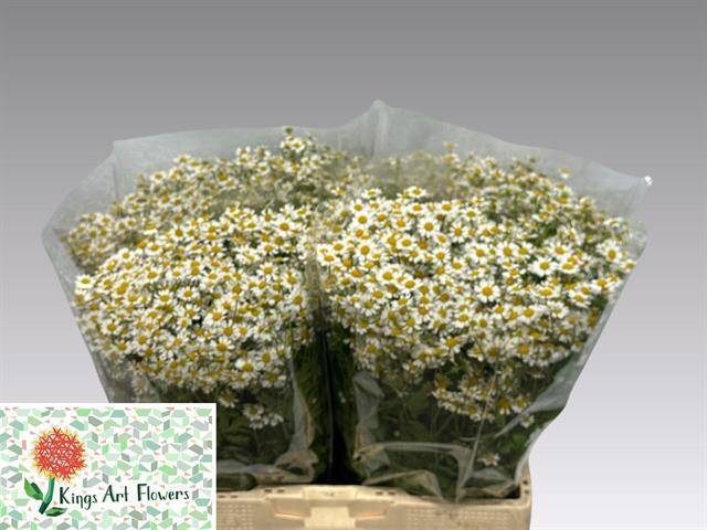 Танацетум Сингл Вегмо 60 (бел.), шт.