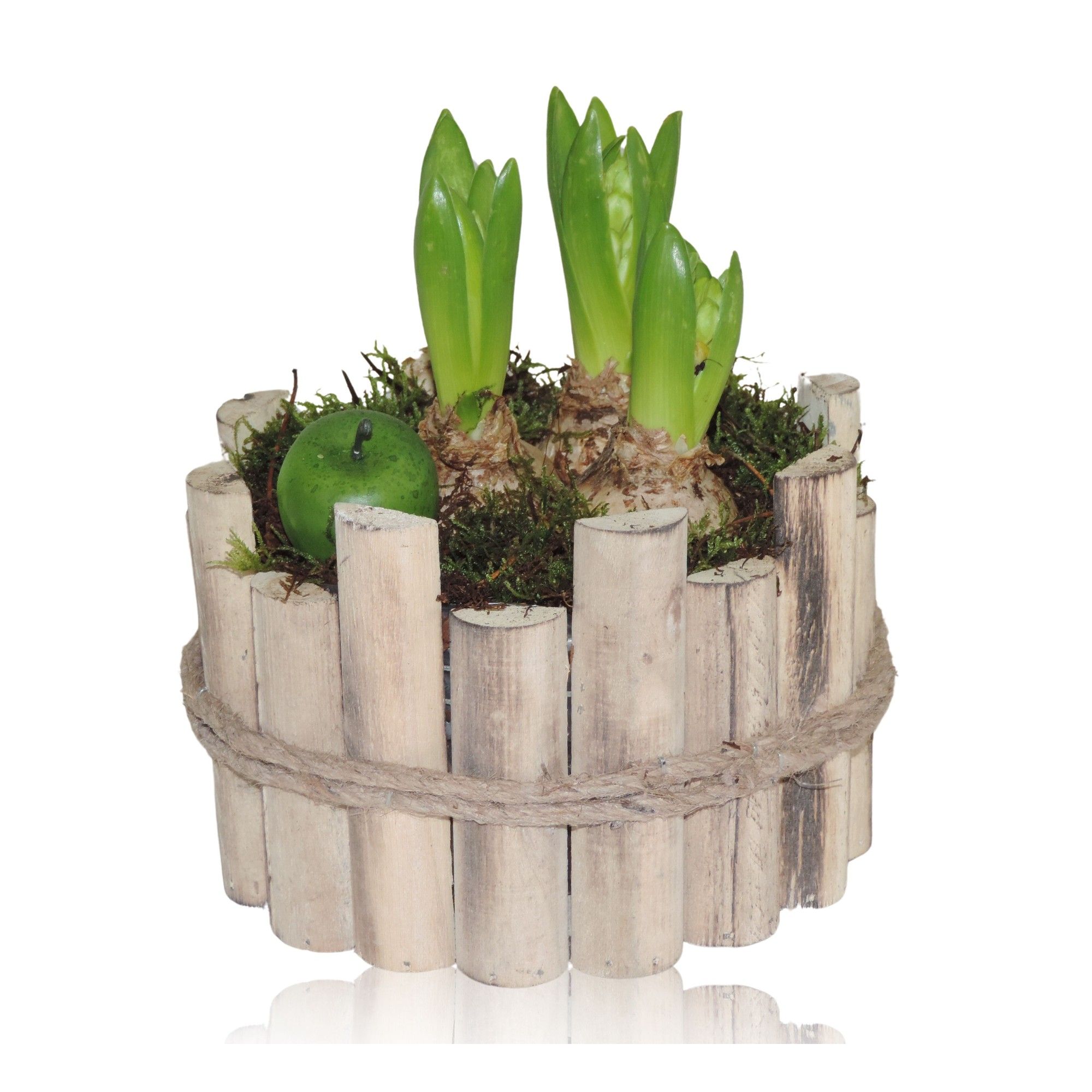 Collectie Anna Arrangement Hyacint in Houten Bak 17 cm, D 17