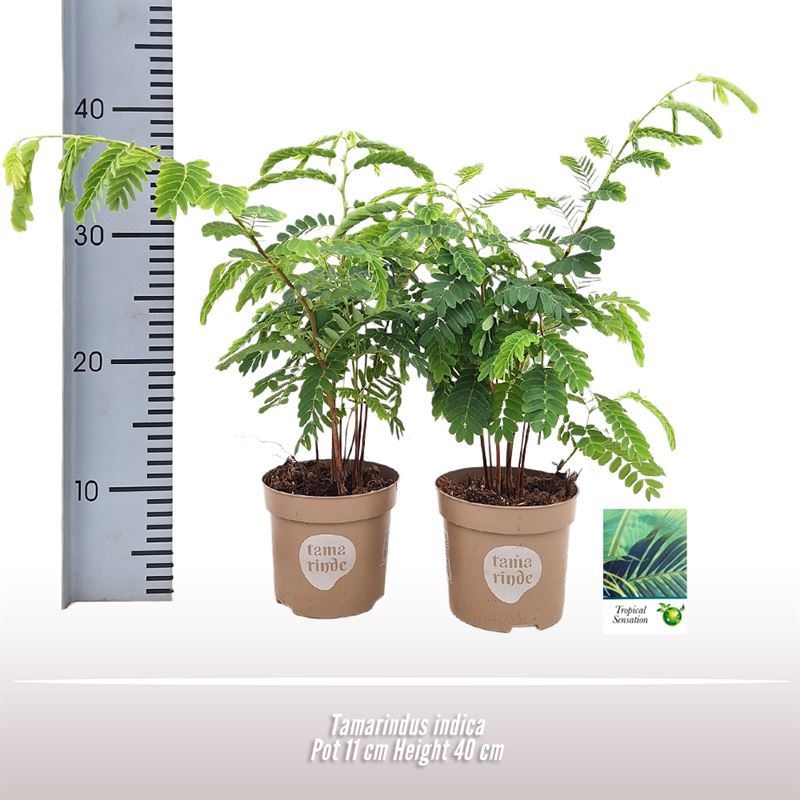 Tamarindus indica, D 11