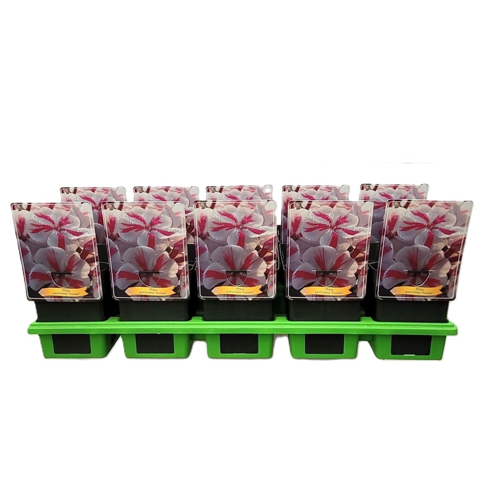 Phlox Paniculata 'Twister' P11, D 11
