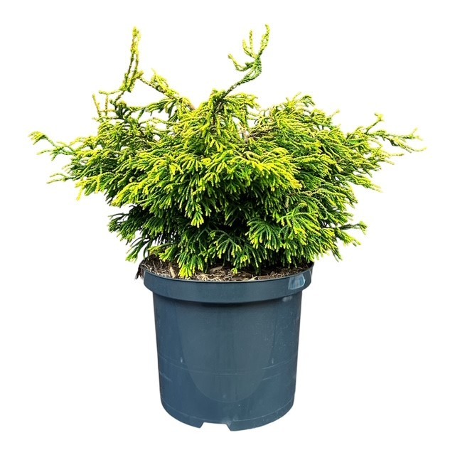 Chamaecyparis o. 'Gitte', D 23