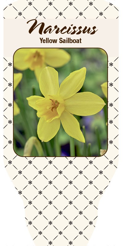 NARCISSUS INCOMPARABILIS 'Yellow Sailboat', D 11