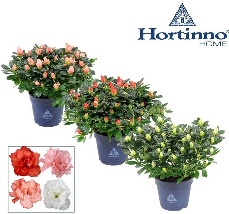 Hortinno® Home 'gemengd' 25 - 27 cm, D 13