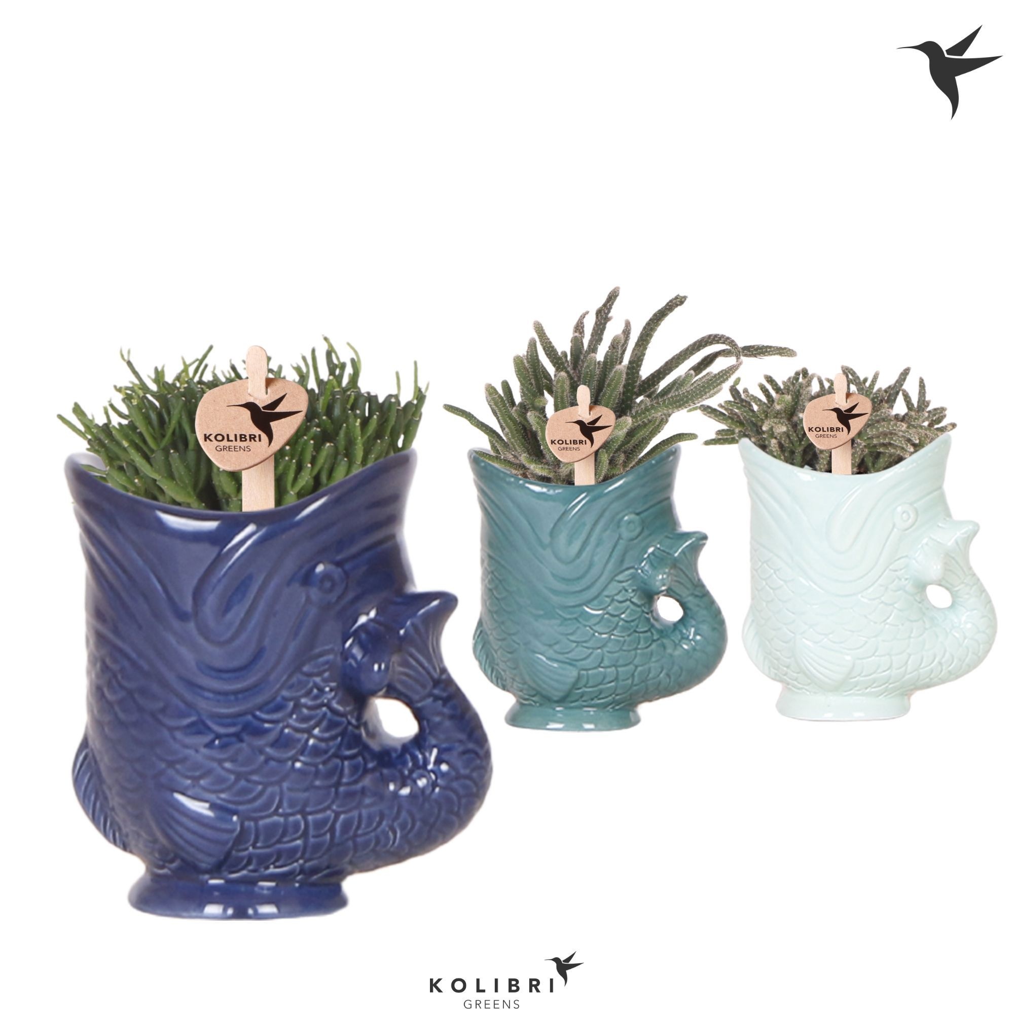 Kolibri Greens Rhipsalis mix in Fish pot blue mix, D 6