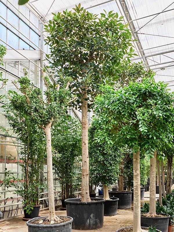 Ficus macrophylla, D 140