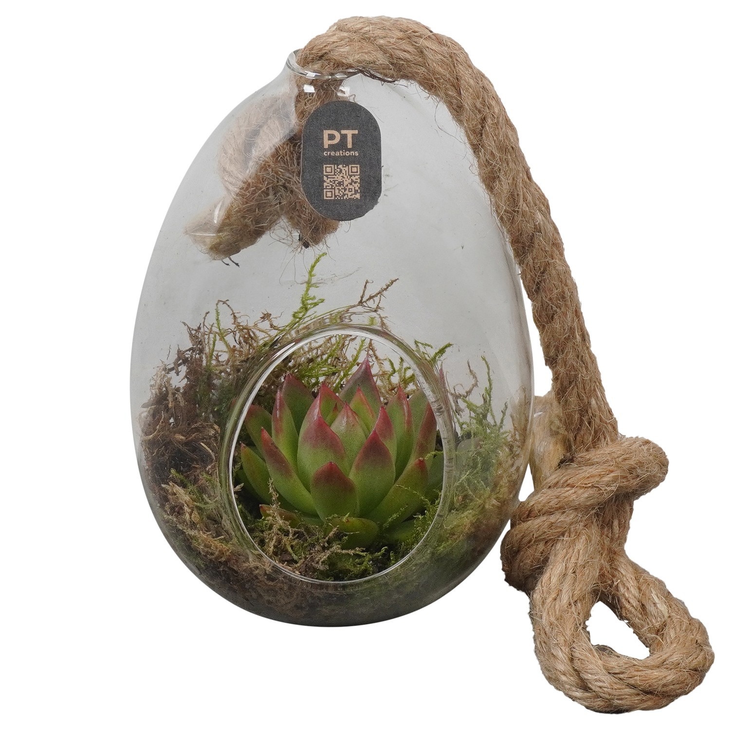 PTIG2697 Arrangement Indoor in glazen ei, D 10