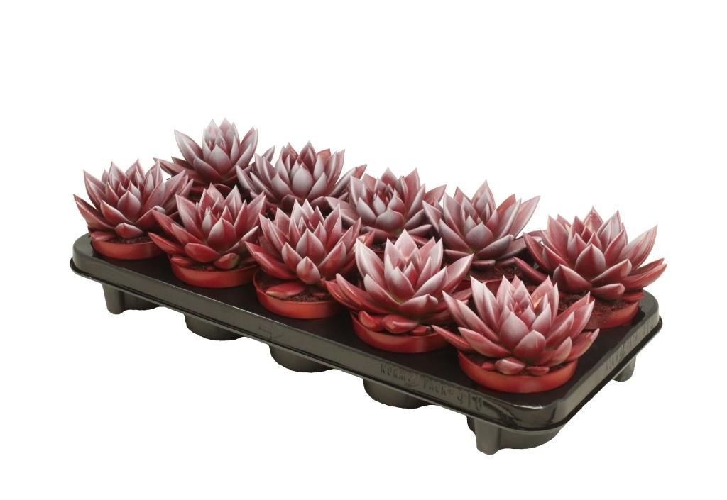 Miranda bicoloured red/white, D 10,5