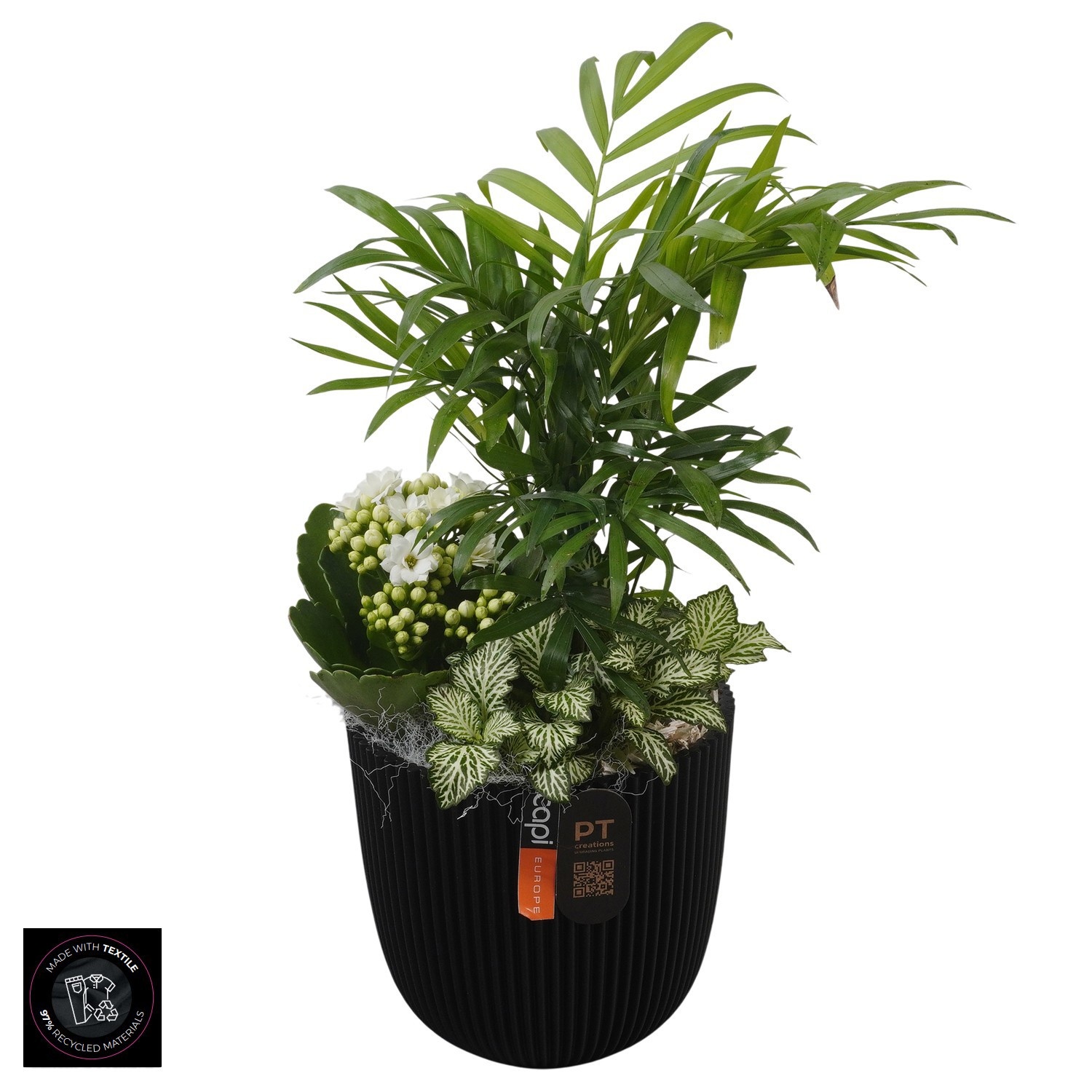 PTIB5210 Arrangement Indoor in capi pot, D 13