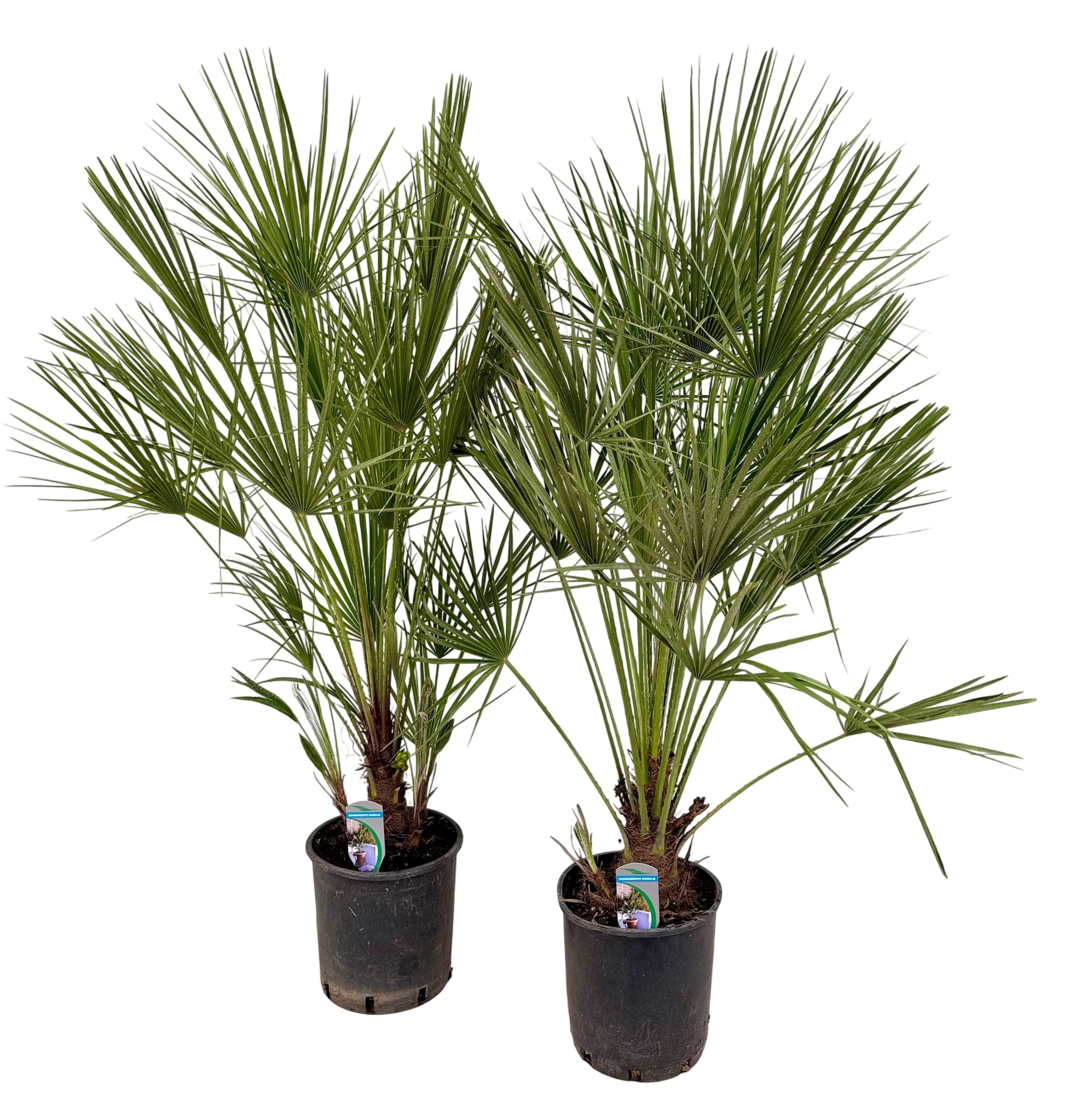 Chamaerops humilis P24, D 24