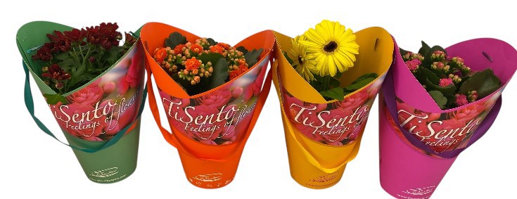 Bloeimix 12cm |Mix | Fleurcover, D 12