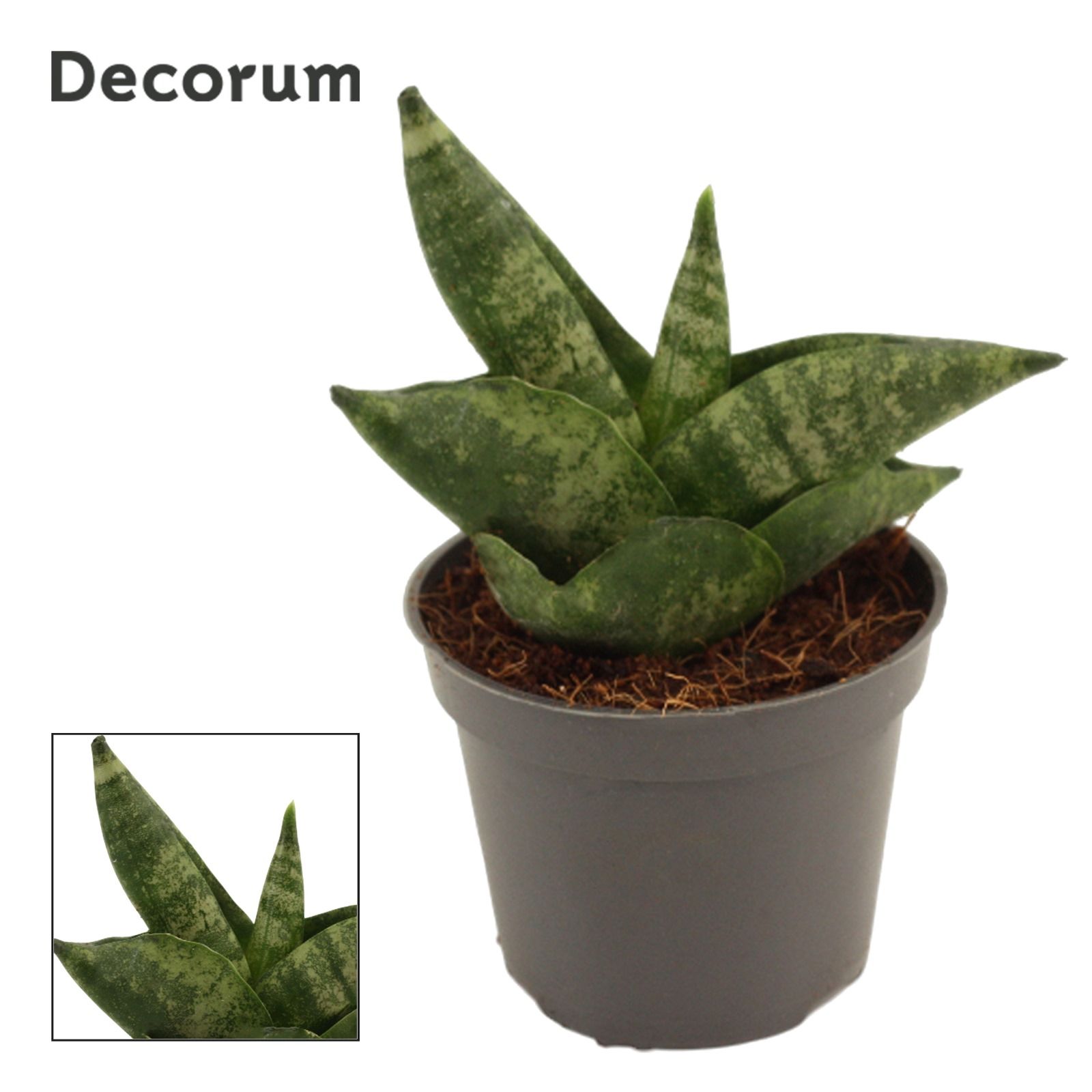 Sansevieria Boncellensis 6 cm (Decorum), D 6