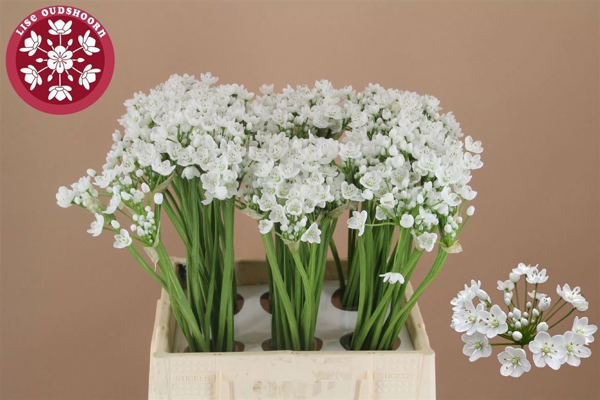 Аллиум Флокон 45 (бел.), шт.