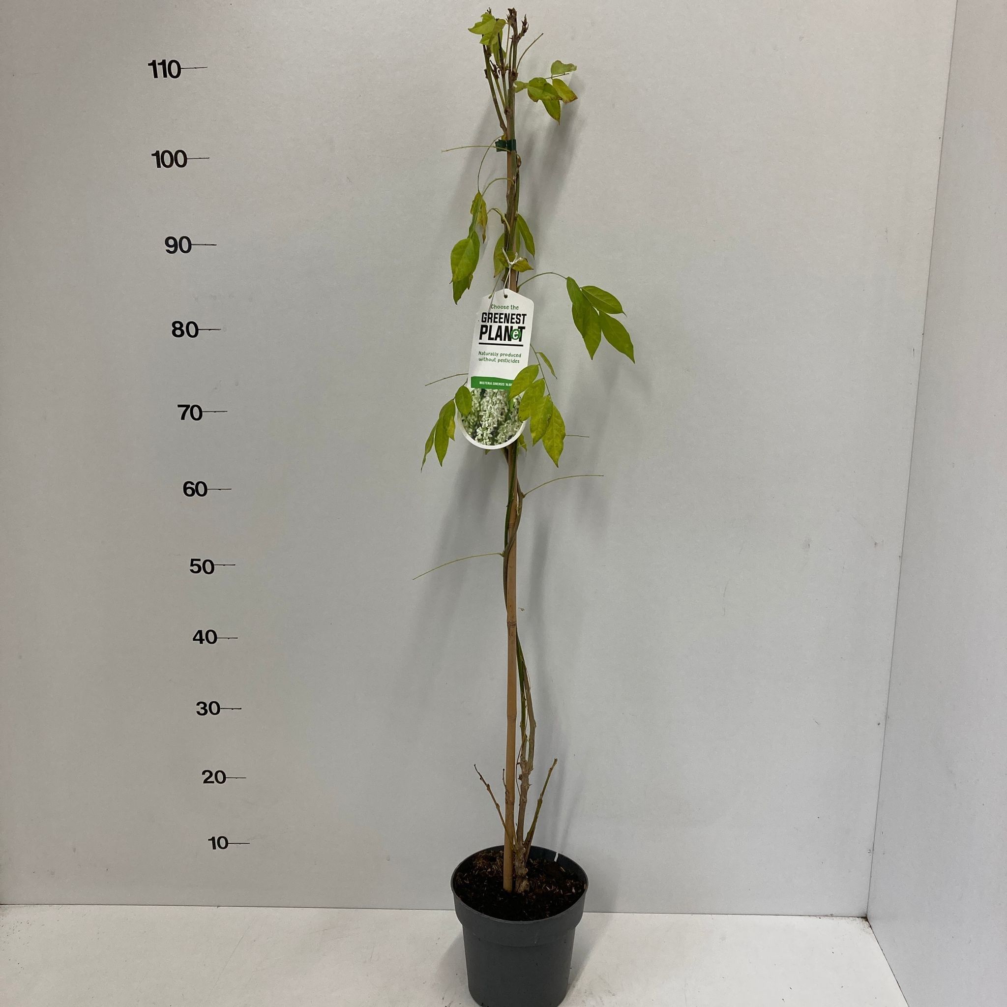 Wisteria sinensis 'Alba', D 17